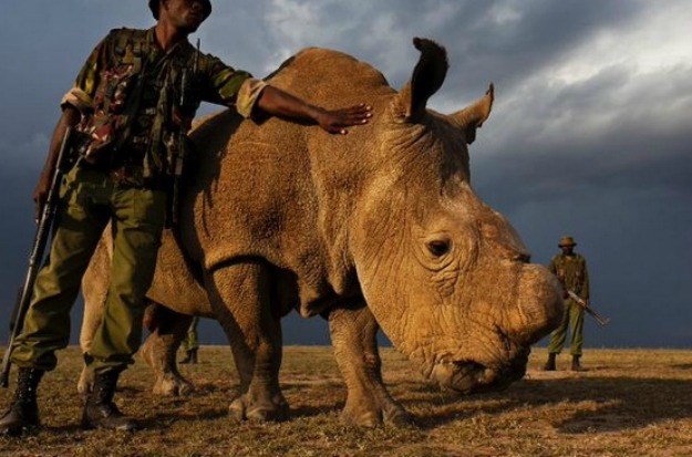 Ovo je posljednji sjeverni bijeli nosorog na svijetu: 24 sata na dan čuvaju ga naoružani zaštitari