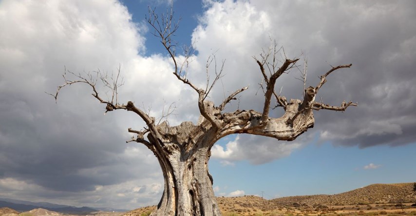 Znanstvenici upozoravaju: Šume se nikad neće oporaviti od dugotrajnih i uzastopnih suša