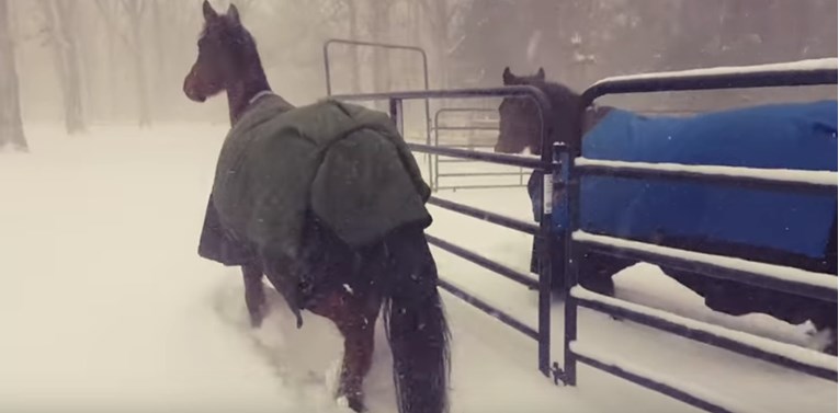 VIDEO Pustili su konje da se igraju u snijegu, a njihova reakcija nasmijala je cijeli internet