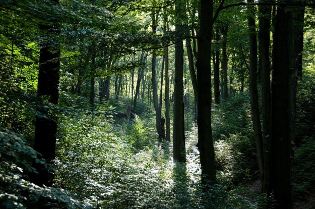 Starica otišla u šumu i nestala, policija je pronašla mrtvu