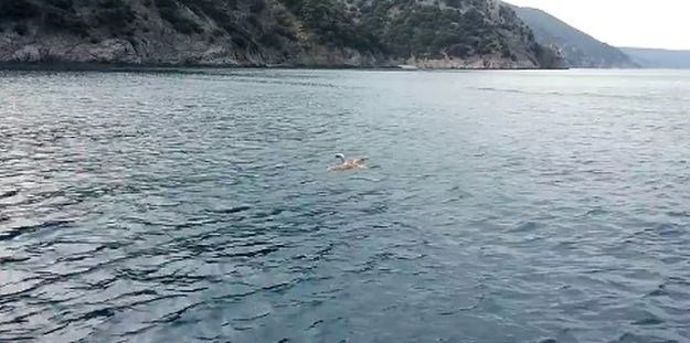 VIDEO Bjeloglavi sup završio u moru kod Cresa, spasio ga Opatijac