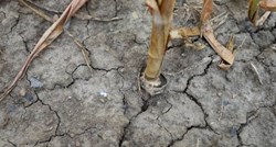 Proglašena elementarna nepogoda za područje Barbana, šteta od suše oko 7.1 milijun kuna