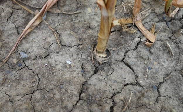Zbog suše u južnoj Africi s glađu suočeno 14 milijuna ljudi