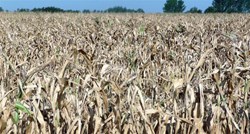 Proizvodnja kukuruza u Hrvatskoj pala za 22 posto