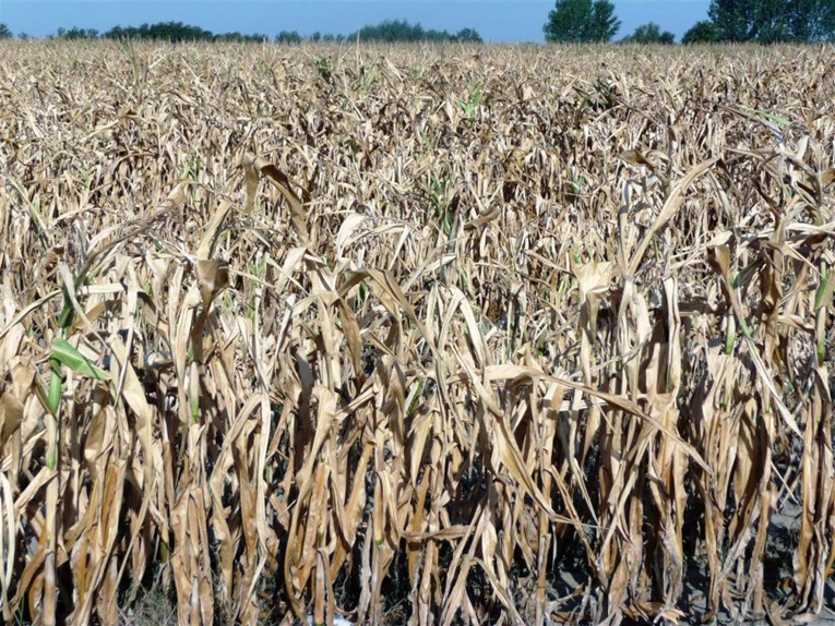 Proizvodnja kukuruza u Hrvatskoj pala za 22 posto