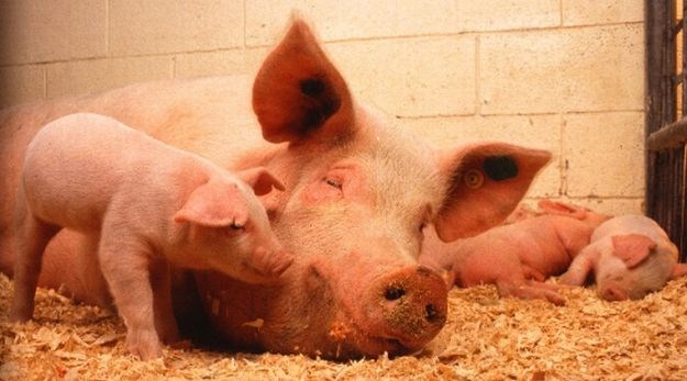 U Zagrebačkoj županiji utvrđena trihineloza u svinjskom mesu