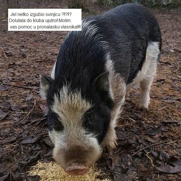 U Zagrebu izgubljena svinjica, srećom pronađena je