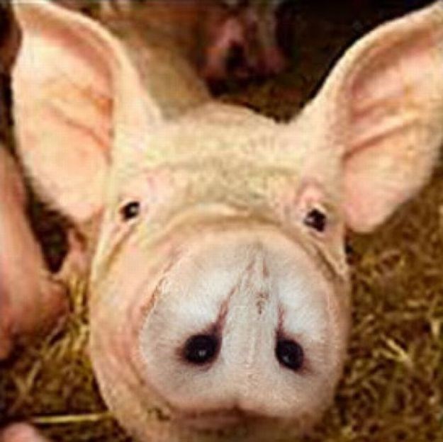 Mozgalica koja izluđuje svijet: Vidite li na ovoj fotki svinje - sovu?
