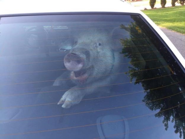 Ovako izgleda automobil kad policajci "uhite" svinju