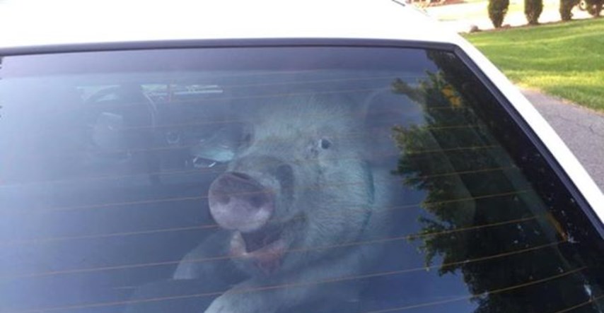 Ovako izgleda automobil kad policajci "uhite" svinju