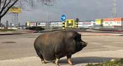 FOTO Otkrivamo otkud se stvorila svinjica koja je mirno šetala Zagrebom
