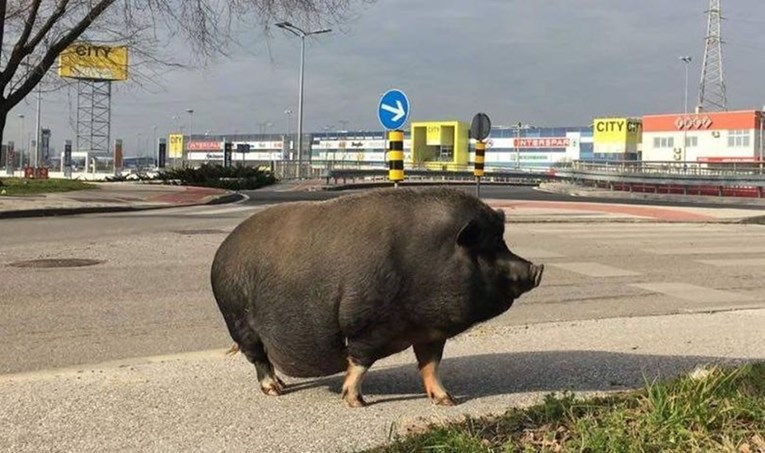 FOTO Otkrivamo otkud se stvorila svinjica koja je mirno šetala Zagrebom