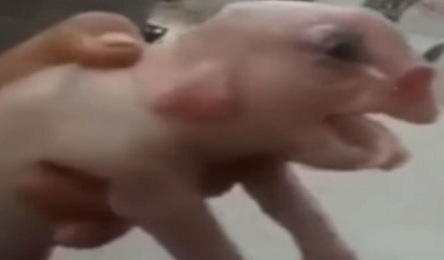 VIDEO Na internetu se pojavila uznemirujuća snimka svinje s ljudskim licem i penisom na čelu