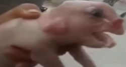 VIDEO Na internetu se pojavila uznemirujuća snimka svinje s ljudskim licem i penisom na čelu