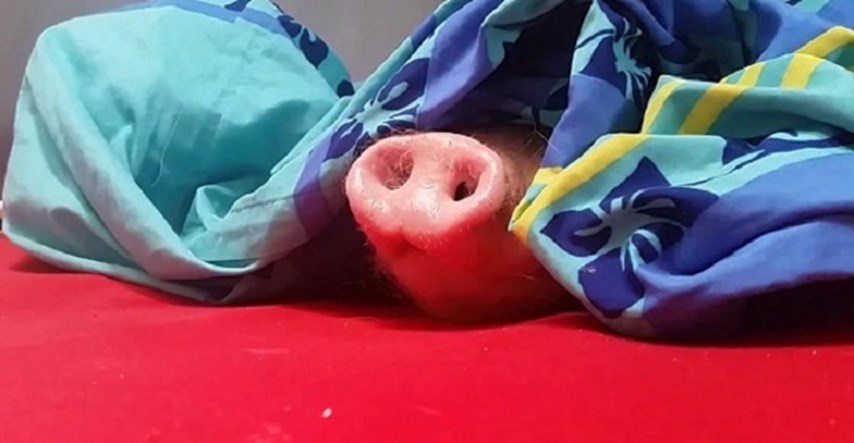 Preslatko: Pospanu svinju može probuditi samo ukusna klopa