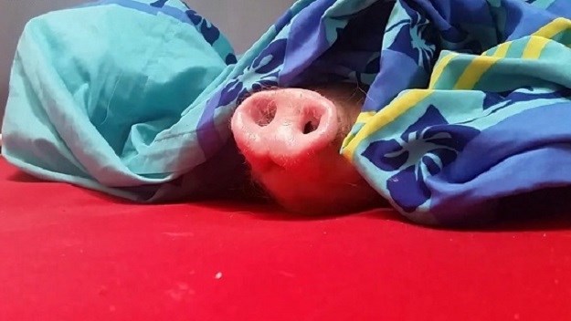 Preslatko: Pospanu svinju može probuditi samo ukusna klopa