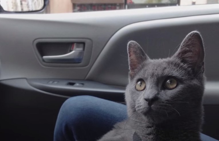 VIDEO Preslatka maca od prvog se dana ponaša kao pas i to će vas potpuno iznenaditi