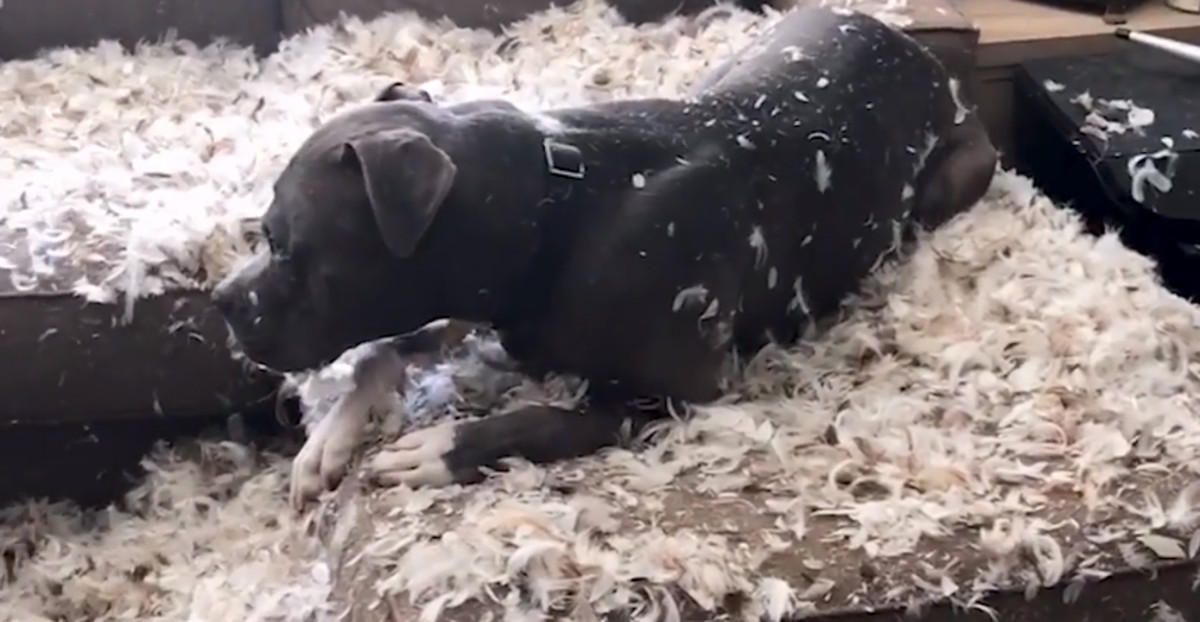 VIDEO Ovi su psi napravili nevjerojatan nered, no njihovi se vlasnici nisu mogli naljutiti