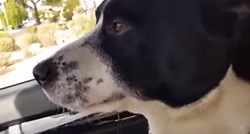 VIDEO Vlasnik se raspametio od sreće kada je ugledao svog nestalog psa