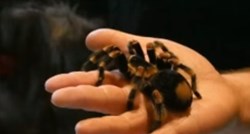 Otkrivena nova vrsta tarantule: U nazivu nosi ime Johnnyja Casha