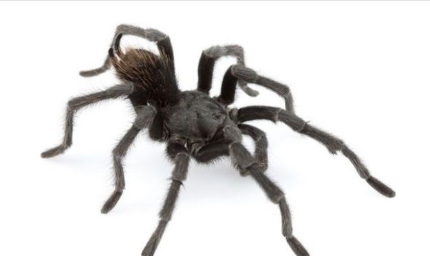 Nova vrsta tarantule dobila ime po legendarnom pjevaču - vidite li sličnost?