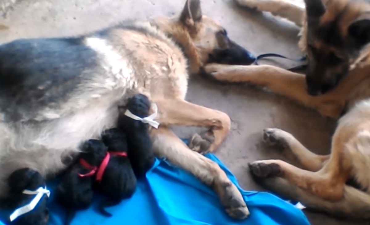 VIDEO Tata pas daje podršku kujici koja je na svijet donijela pet preslatkih štenića