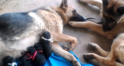 VIDEO Tata pas daje podršku kujici koja je na svijet donijela pet preslatkih štenića
