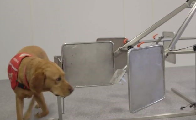 Pasmine pasa: Predstavljamo pse koji mogu nanjušiti karcinom!