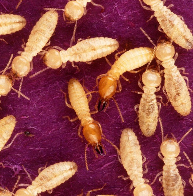 Razorne vrste termita na Floridi stvaraju hibridne super-termite