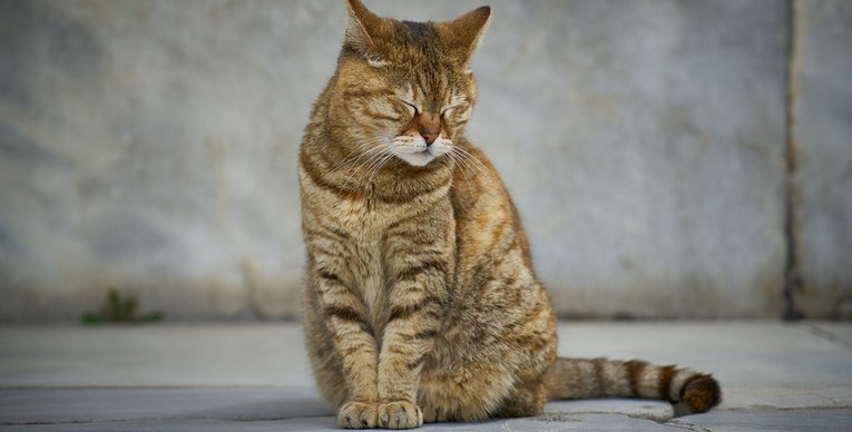 Depresija kod mačaka: kako je prepoznati?