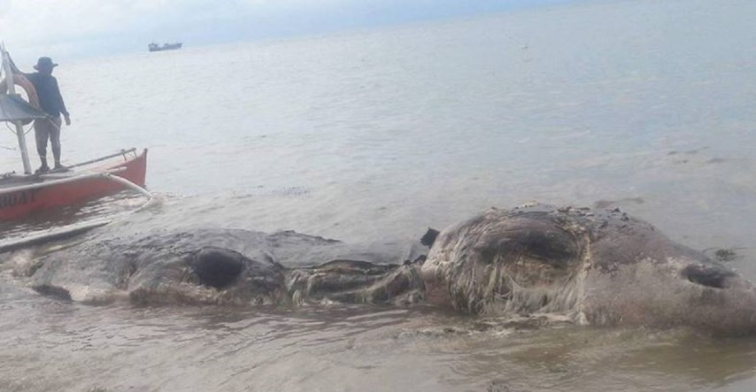 FOTO Misteriozno morsko biće od deset metara nasukalo se na plažu, nitko ne zna o čemu je riječ