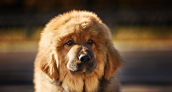 Tibetanski mastif: Pogledajte kako danas žive najskuplji psi na svijetu