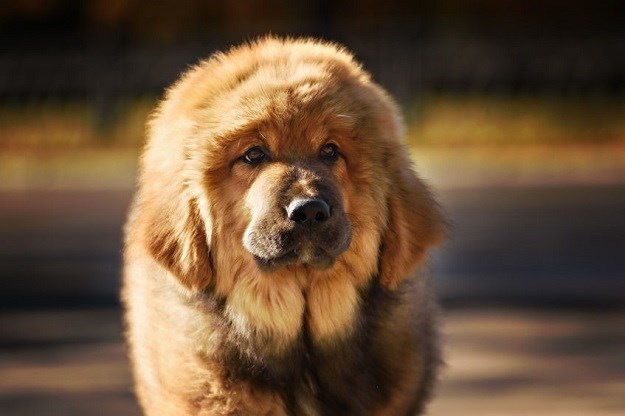 Tibetanski mastif: Pogledajte kako danas žive najskuplji psi na svijetu
