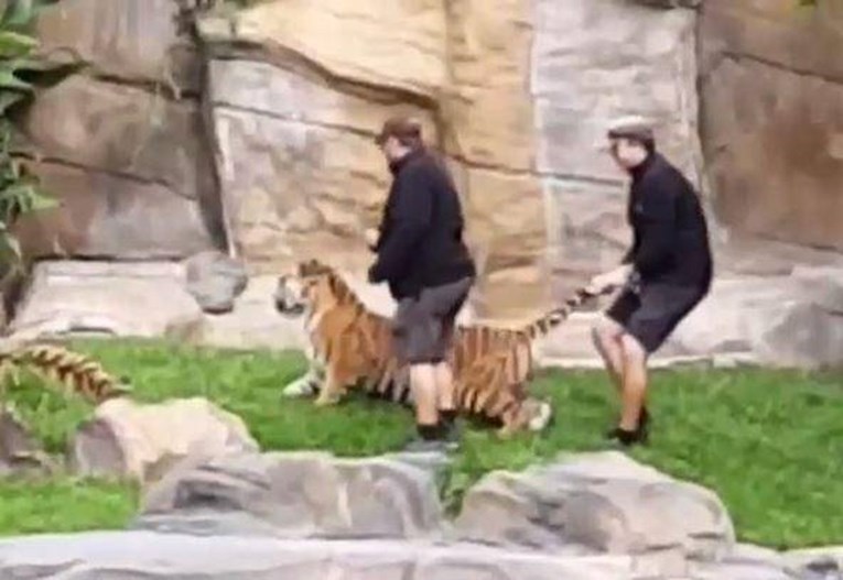 VIDEO Radnici zabavnog parka u Australiji optuženi za "odvratnu okrutnost" prema tigrovima
