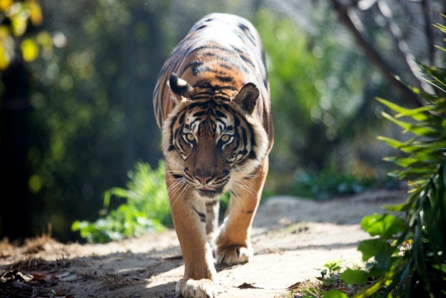 Tigar ubio čuvaricu u novozelandskom zoološkom vrtu