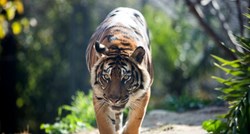 Tigar ubio čuvaricu u novozelandskom zoološkom vrtu