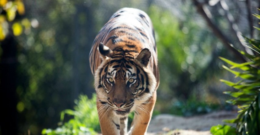 Dobre vijesti iz Indije: Populacija tigrova se oporavlja