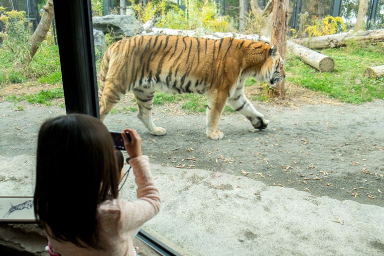 Zbog "ozbiljnog incidenta" evakuiran zoološki vrt u Velikoj Britaniji