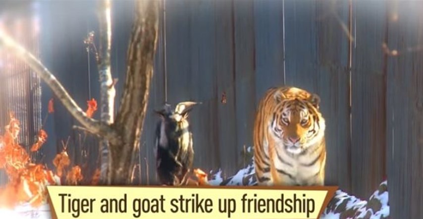 Odvjetnik želi zabraniti priču o prijateljstvu tigra i jarca: "To je čista gay propaganda"