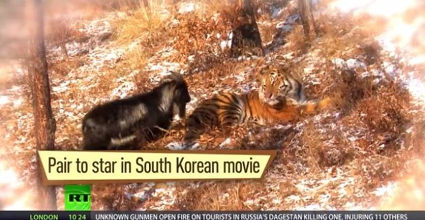 Nagli završetak slavnog prijateljstva: Jarac tigra udarao rogovima pa izvukao deblji kraj