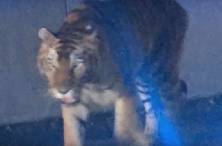 Tigar pobjegao iz cirkusa u Parizu, ubio ga vlasnik