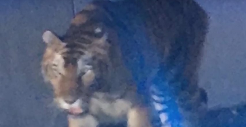 Tigar pobjegao iz cirkusa u Parizu, ubio ga vlasnik