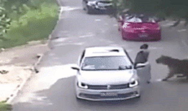 Uznemirujuća snimka: Tigar rastrgao ženu koja je zbog svađe izašla iz auta