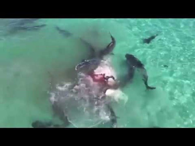 VIDEO Pogledajte krvavi susret 70 gladnih morskih pasa i  kita