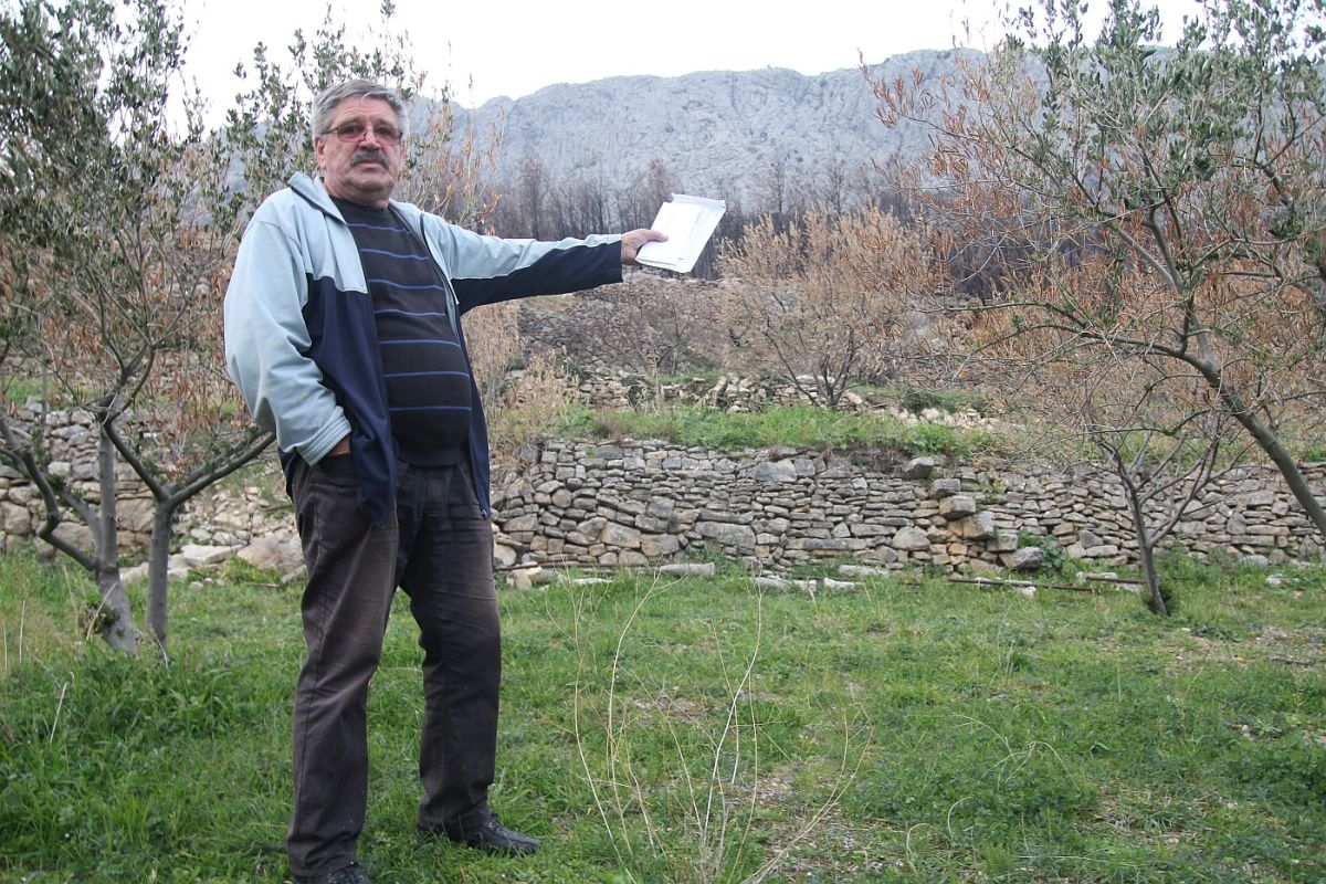 Dalmatincu je onaj katastrofalni požar kod Splita uništio 176 maslina, vlasti mu nude 800 kuna