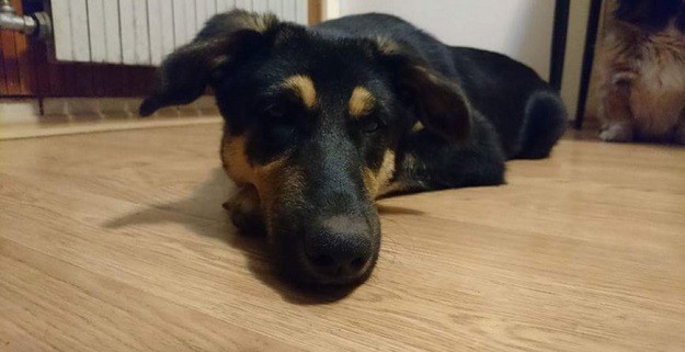 POKLANJA SE Ova nježna duša hitno treba topli dom