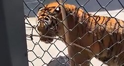 VIDEO Čuvara kineskog zoološkog vrta tigar napao pa ugušio i zaprepastio sve posjetitelje