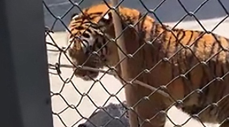 VIDEO Čuvara kineskog zoološkog vrta tigar napao pa ugušio i zaprepastio sve posjetitelje