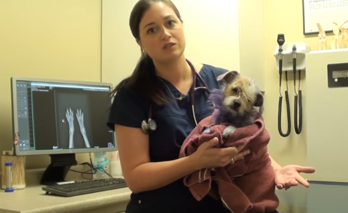 Nakon što su ga pokušali liječiti sami, doveli su psića veterinaru da ga uspava