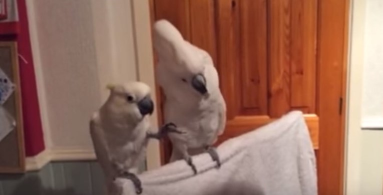 VIDEO Papagaj je u potpunom transu kada njegov vlasnik zasvira i zapjeva